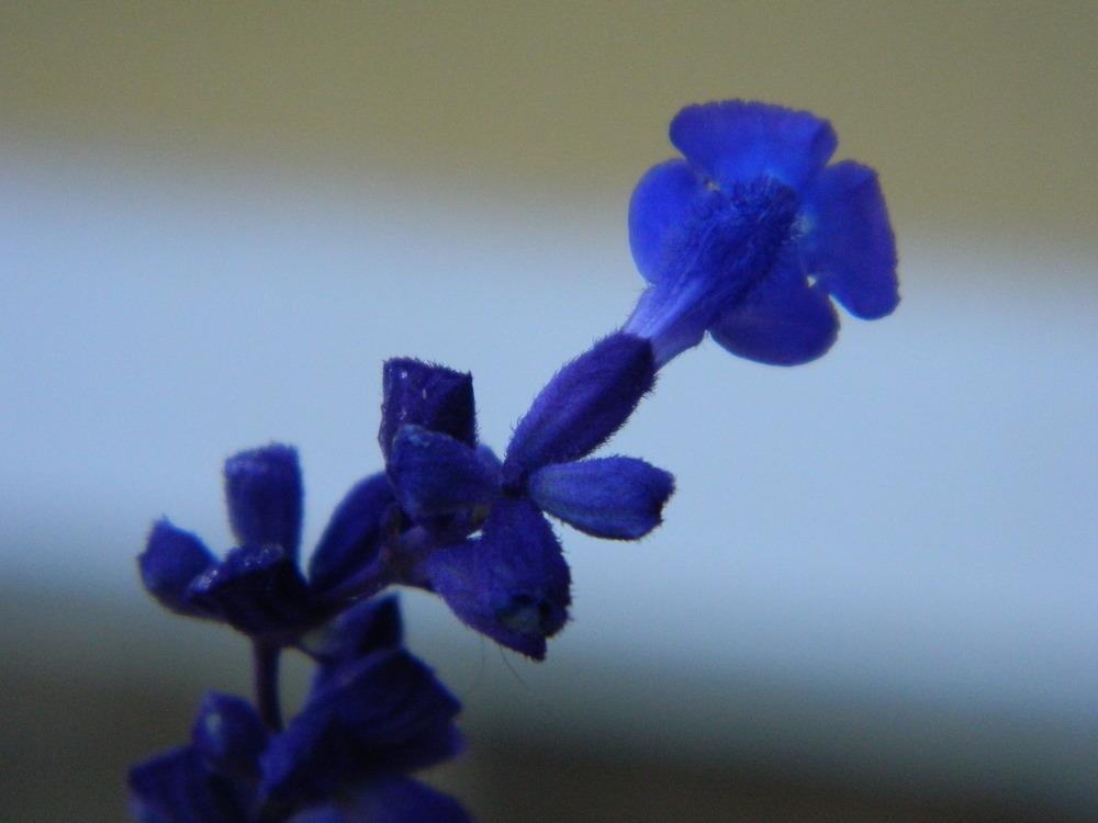 Photo of Mealycup Sage (Salvia farinacea) uploaded by wildflowers