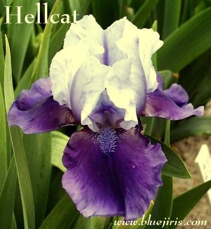 Photo of Intermediate Bearded Iris (Iris 'Hellcat') uploaded by Calif_Sue