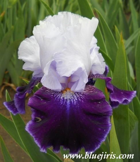 Photo of Tall Bearded Iris (Iris 'High Class') uploaded by Calif_Sue