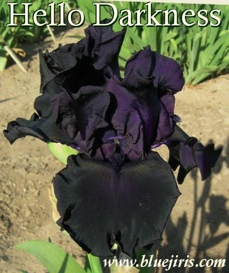Photo of Tall Bearded Iris (Iris 'Hello Darkness') uploaded by Calif_Sue