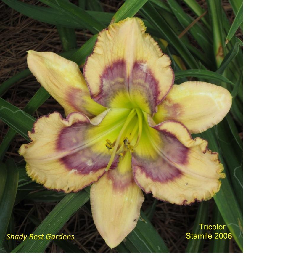 Photo of Daylily (Hemerocallis 'Tricolor') uploaded by Casshigh
