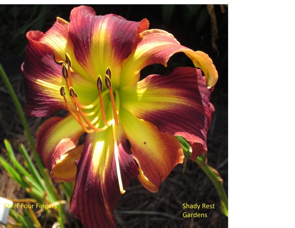 Photo of Daylily (Hemerocallis 'Chief Four Fingers') uploaded by Casshigh