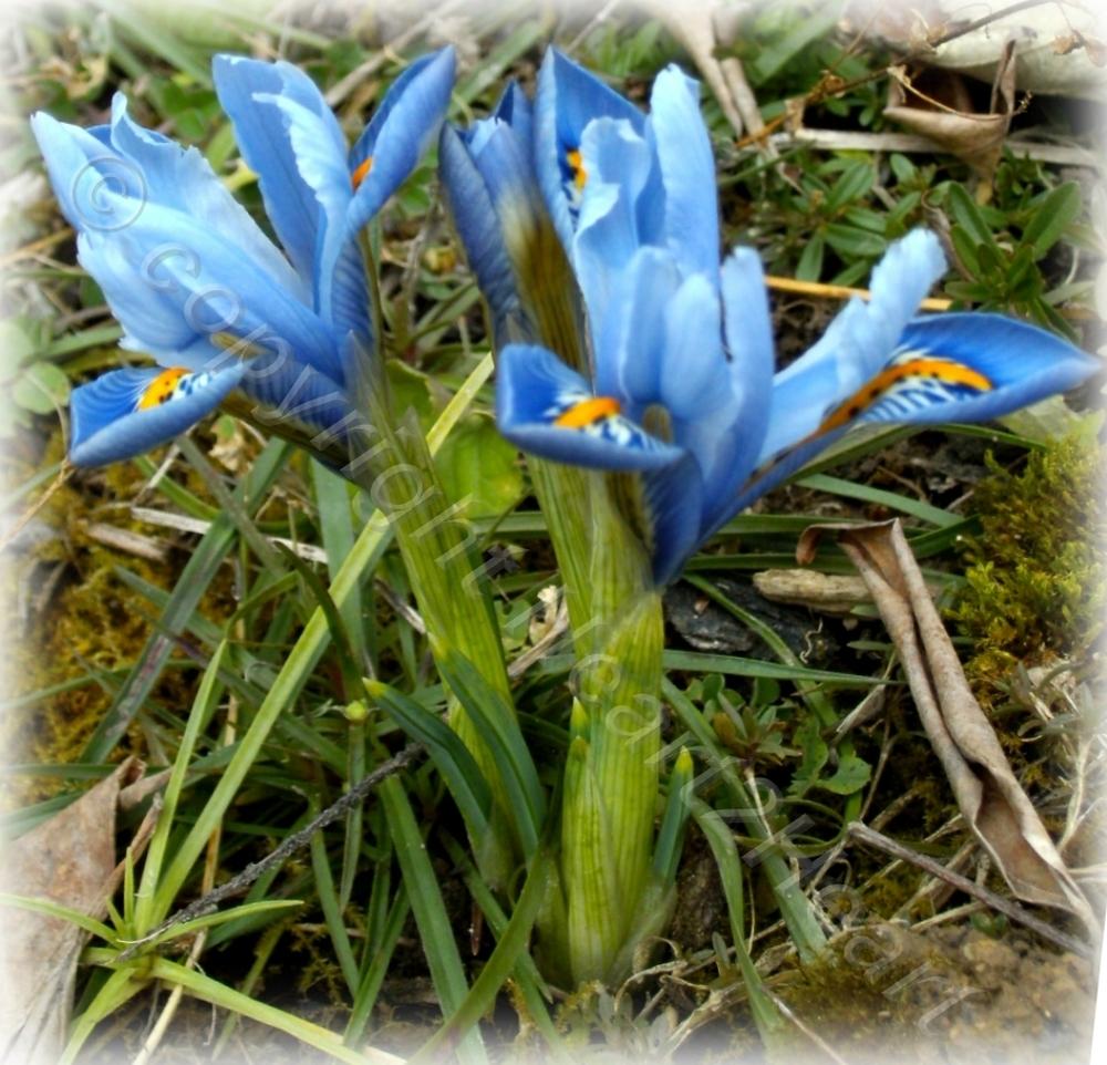 Photo of Reticulated Iris (Iris reticulata 'Alida') uploaded by Heart2Heart