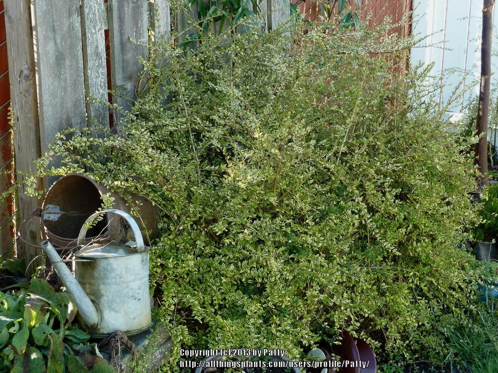 Photo of Box Honeysuckle (Lonicera pileata var. yunnanensis 'Lemon Beauty') uploaded by Patty