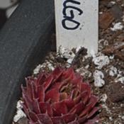 Sempervivum 'Fuego' shown with bright red coloring on a young pla