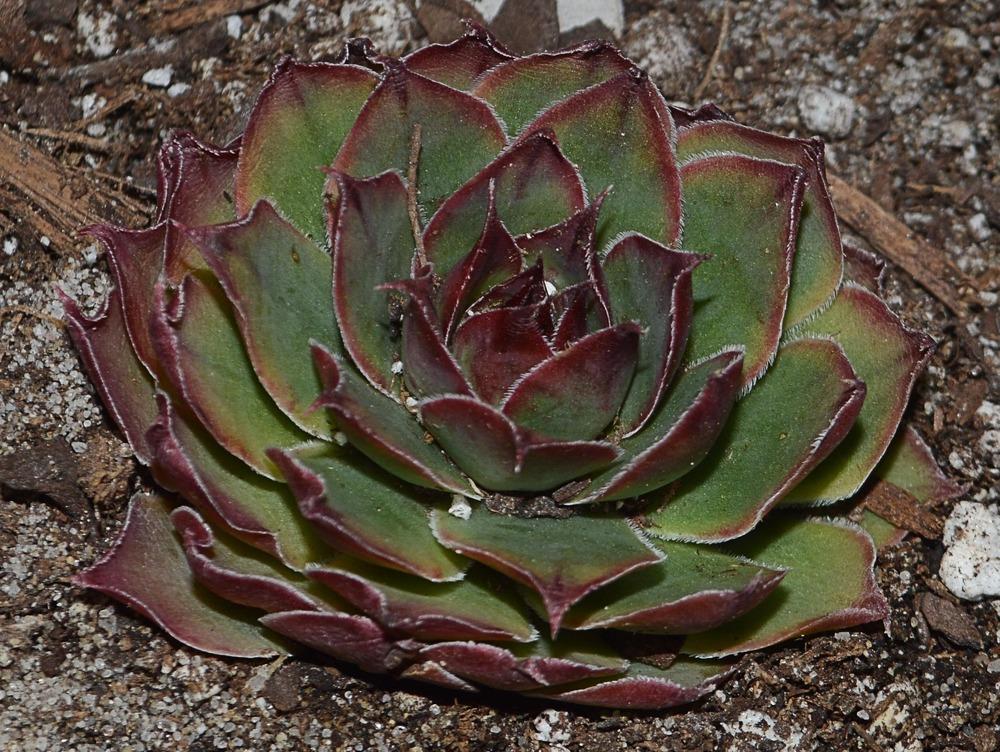 Photo of Hen and Chicks (Sempervivum 'Edge of Night') uploaded by clintbrown