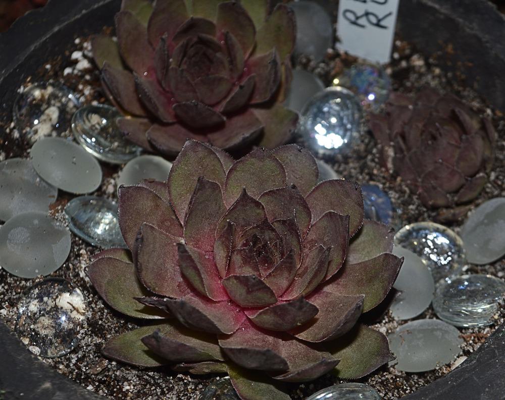 Photo of Hen and Chicks (Sempervivum 'Red Rum') uploaded by clintbrown