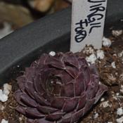 Sempervivum 'Virgil Ford' shows very dark coloring on March 3, 20