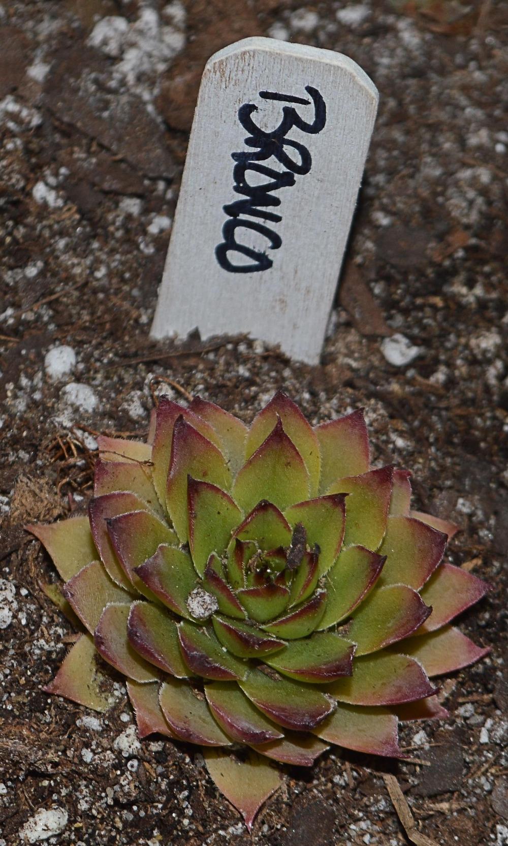 Photo of Hen and Chicks (Sempervivum 'Bronco') uploaded by clintbrown
