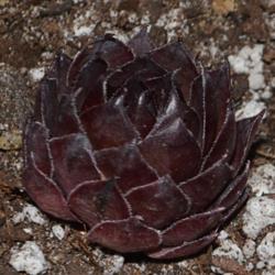 Location: Medina, TN
Date: 2013-03-03
Sempervivum tectorum f/slovenia 'Noir' - A young plant showing it