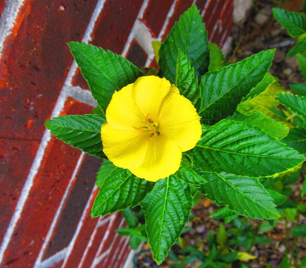 Photo of Yellow Alder (Turnera ulmifolia) uploaded by jmorth