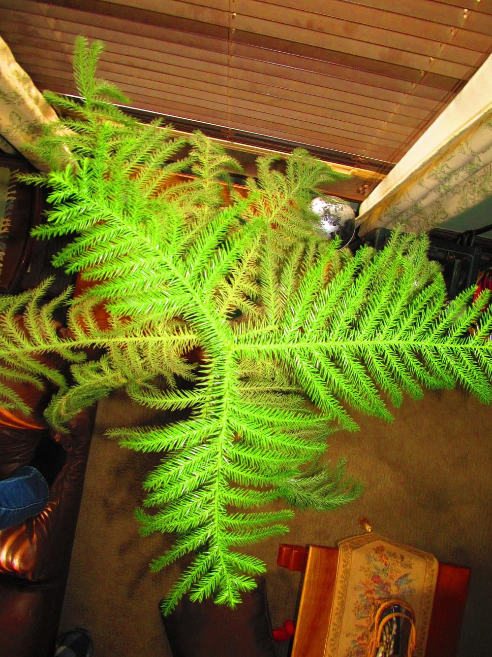 Photo of Norfolk Island Pine (Araucaria heterophylla) uploaded by jmorth