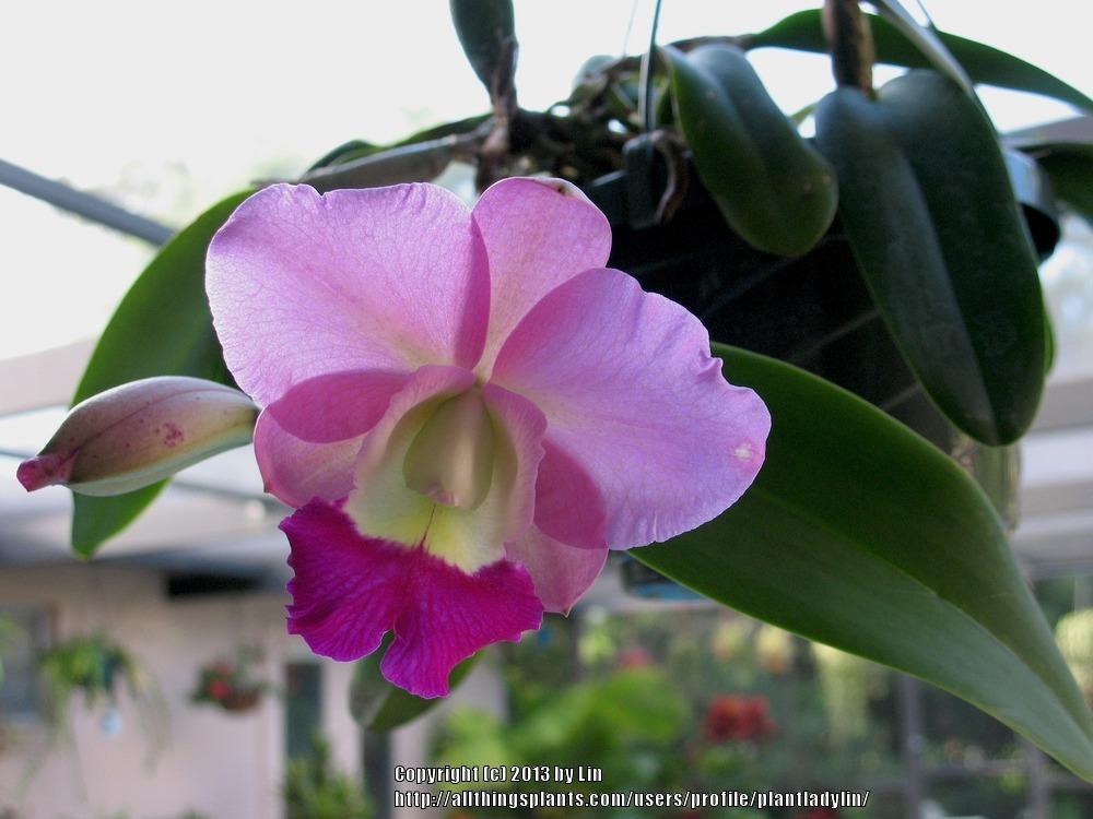 Photo of Orchid (Cattleya) uploaded by plantladylin
