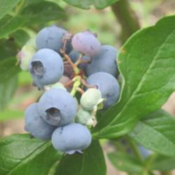 Location: Mason, New Hampshire
Date: 2012
Early blueberries from our 'Patriot' bush
