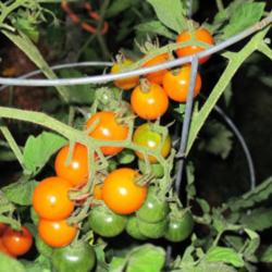 Location: Mason, New Hampshire
Date: 2012
Ripening trusses of Sungold tomatoes