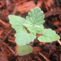 Location: Mason, New Hampshire
Date: 2012
Catnip seedling started from seed. 2012
