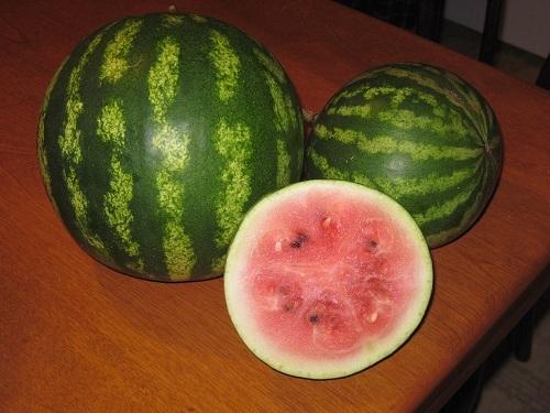 Photo of Watermelon (Citrullus lanatus 'Crimson Sweet') uploaded by robertduval14