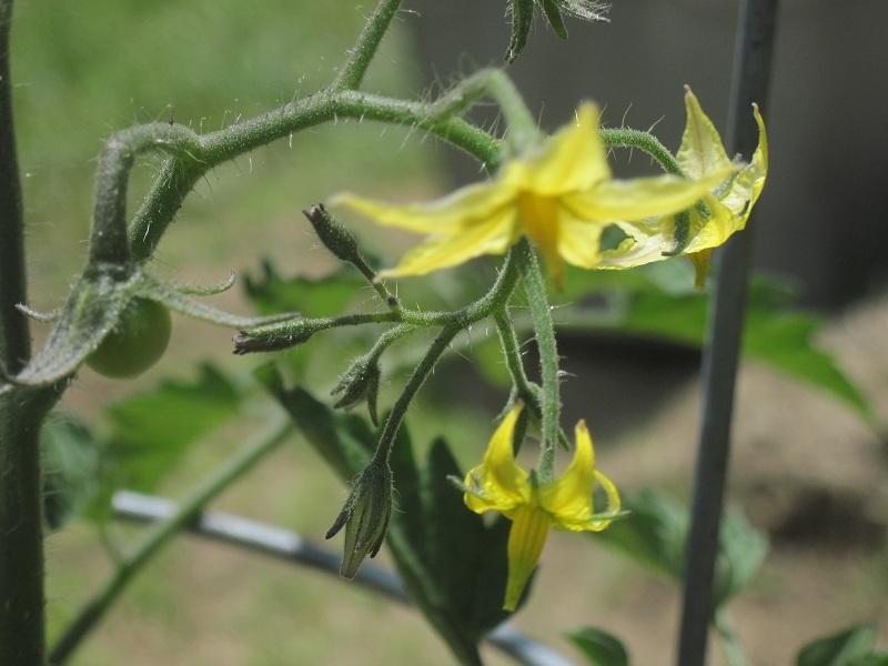 Photo of Tomato (Solanum lycopersicum 'Sungold') uploaded by robertduval14