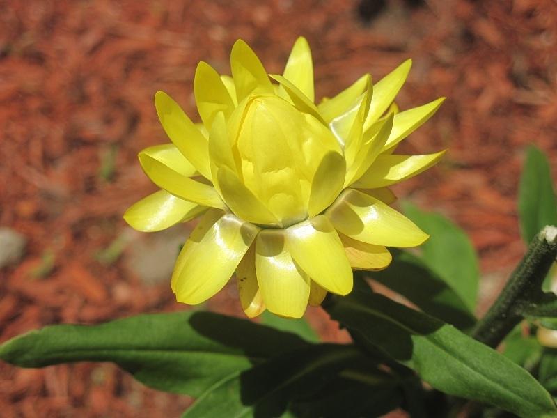 Photo of Strawflower (Xerochrysum bracteatum Strawburst Yellow) uploaded by robertduval14