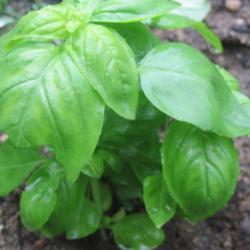 Location: Mason, New Hampshire (zone 5b)
Date: 2011-06-05
Leaves of a Sweet Basil plant.