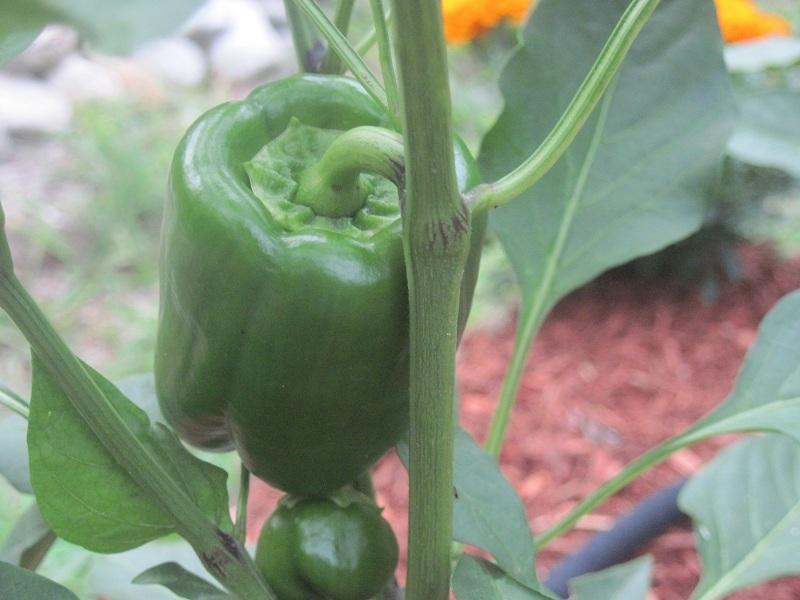Photo of Bell Pepper (Capsicum annuum 'Lady Bell') uploaded by robertduval14
