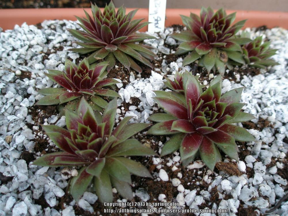 Photo of Hen and Chicks (Sempervivum 'Pacific Blazing Star') uploaded by springcolor