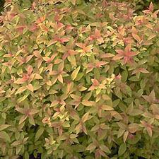 Photo of Japanese Spirea (Spiraea japonica 'Goldflame') uploaded by vic