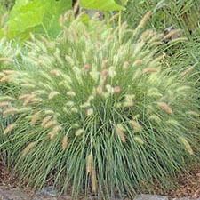 Photo of Fountain Grass (Cenchrus alopecuroides 'Hameln') uploaded by vic