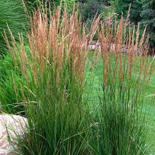 Photo of Feather Reed Grass (Calamagrostis x acutiflora 'Karl Foerster') uploaded by vic