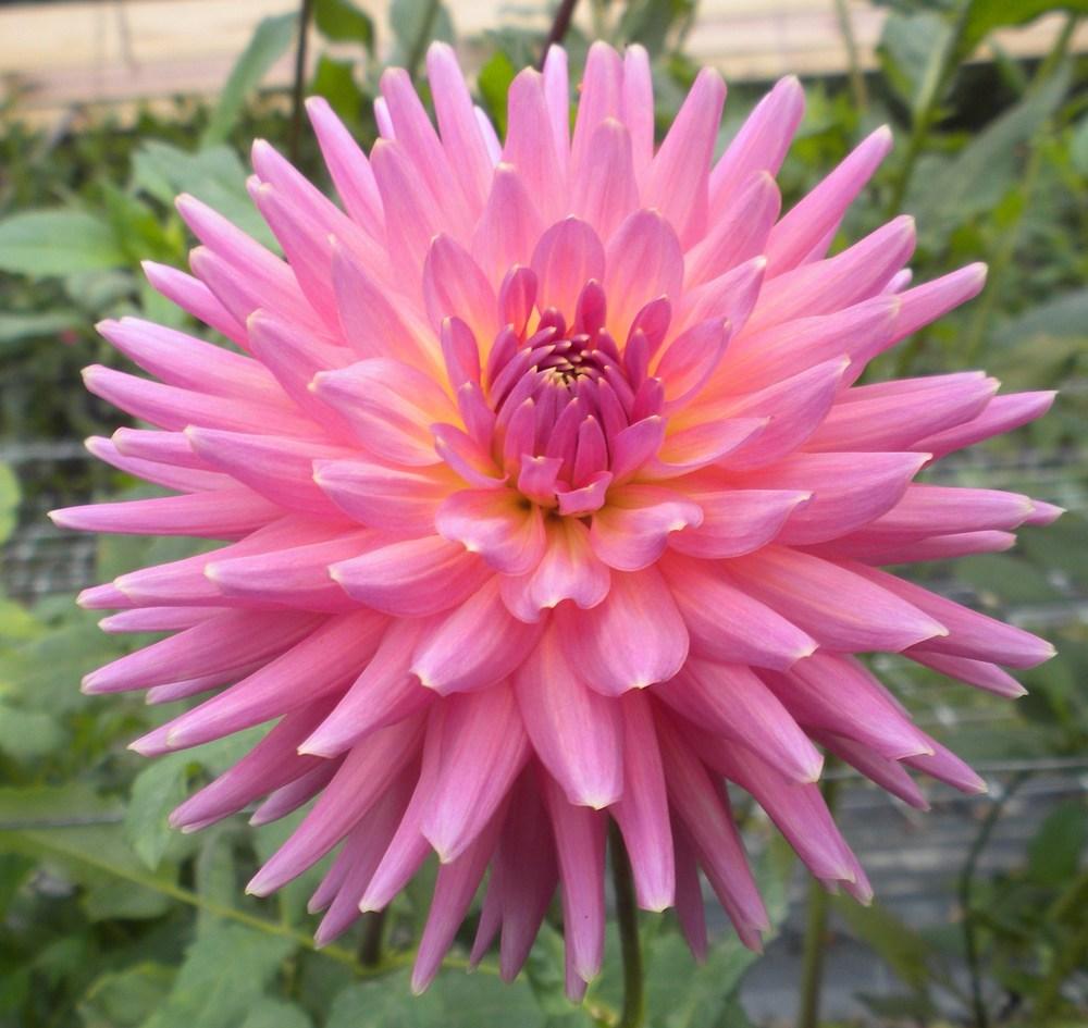 Photo of Dahlia 'Athalie' uploaded by vic