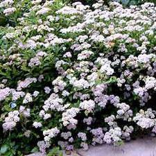 Photo of Japanese Spirea (Spiraea japonica 'Little Princess') uploaded by vic