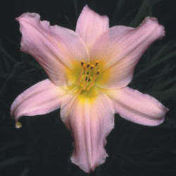 
Courtesy American Daylily and Perennials