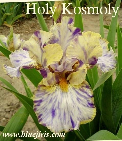 Photo of Tall Bearded Iris (Iris 'Holy Kosmoly') uploaded by Calif_Sue