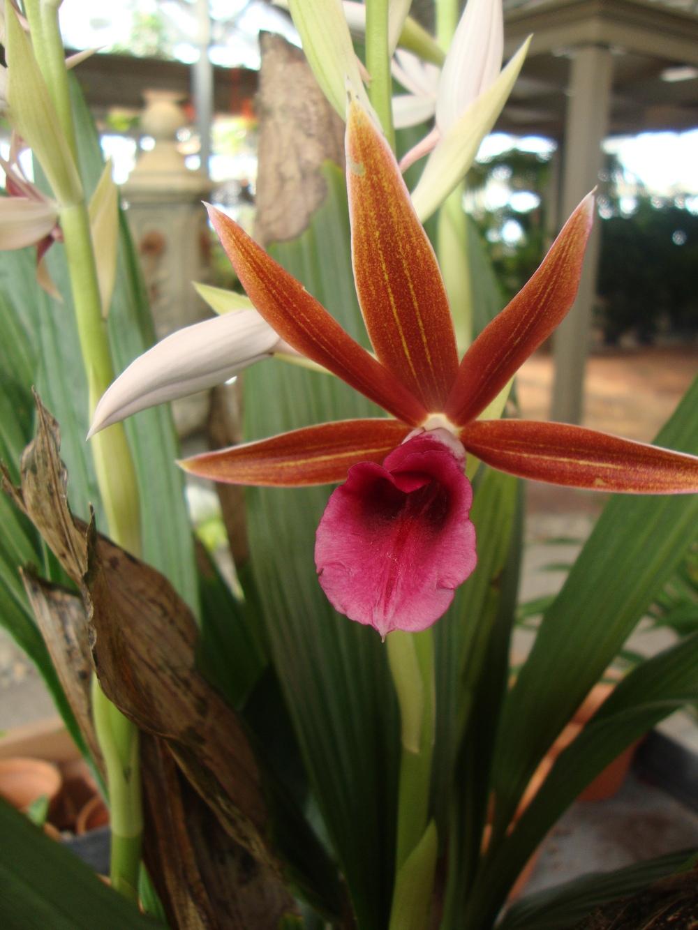 Photo of Orchid (Phaius) uploaded by Paul2032