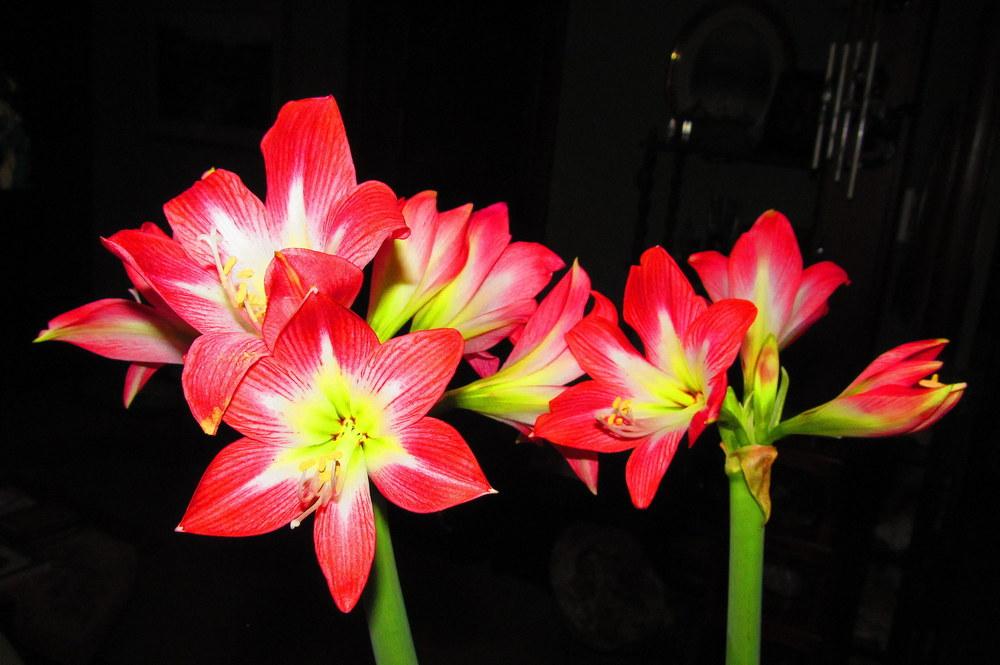 Photo of Amaryllis (Hippeastrum 'Tres Chic') uploaded by jmorth