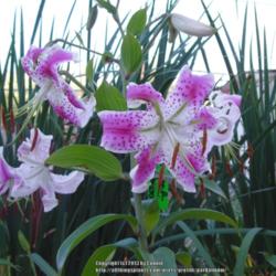 Location: Willamette Valley Oregon
Date: Late August 2007
A late blooming oriental lily hybridized by Lisa Hunt.  Not regis