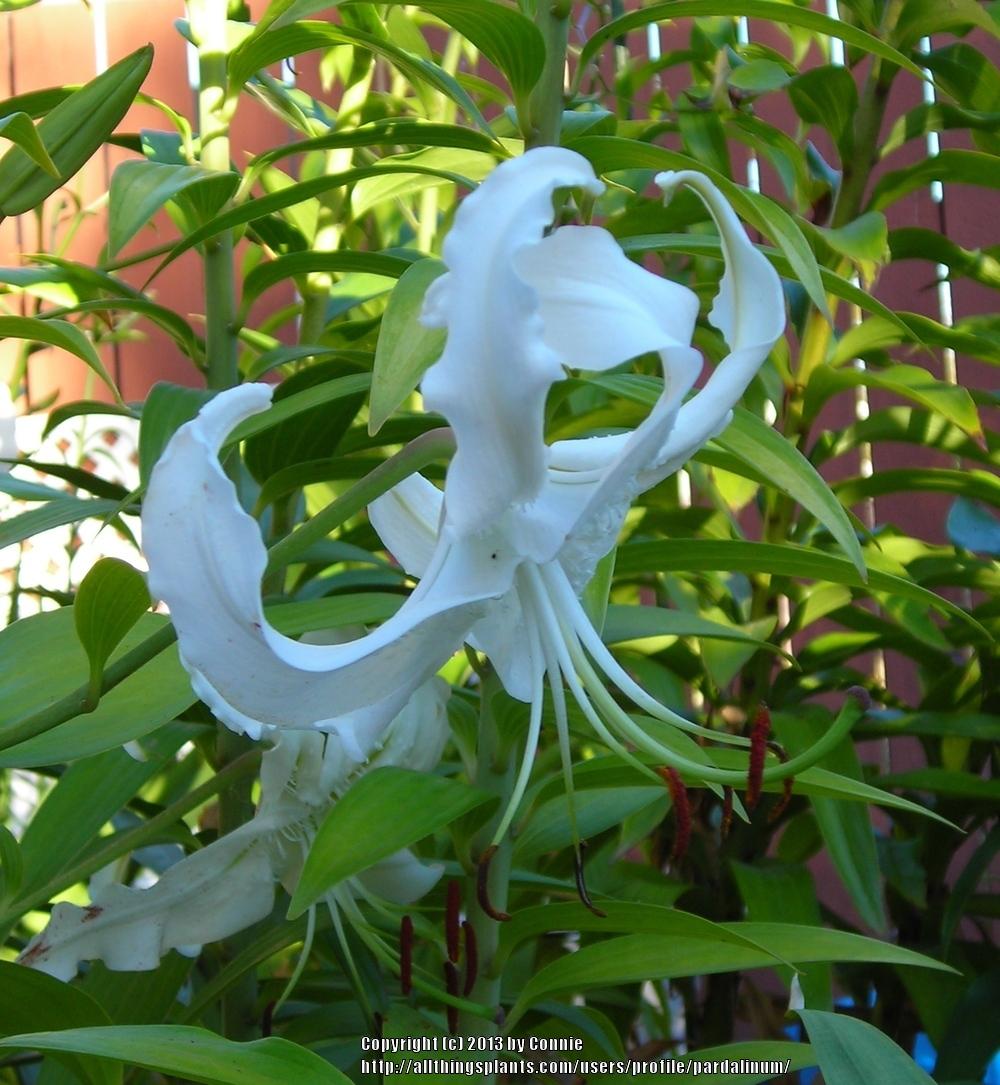 Photo of Lily (Lilium speciosum 'Album') uploaded by pardalinum