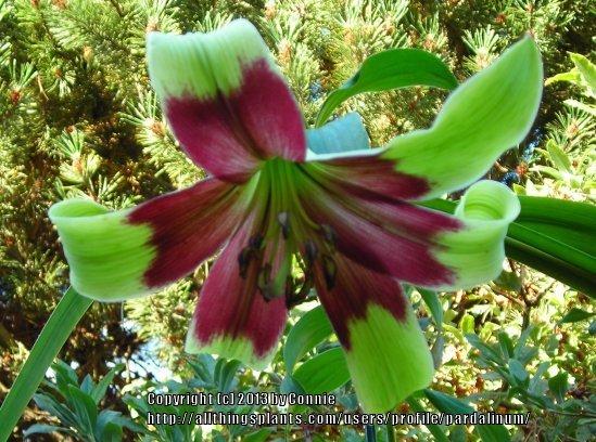 Photo of Nepal Lily (Lilium nepalense) uploaded by pardalinum