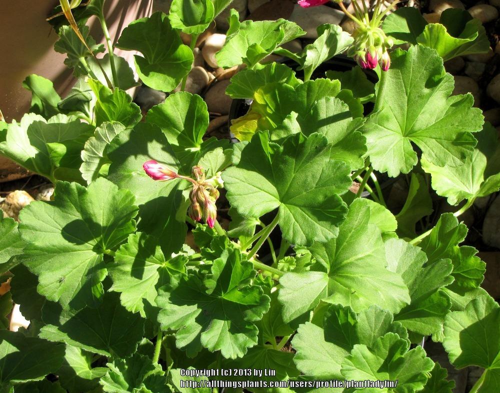 Photo of Pelargoniums (Pelargonium) uploaded by plantladylin