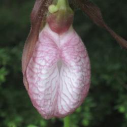 Location: Mason, New Hampshire (zone 5b)
Date: 2012
One of our wild Lady Slippers.  We have about 8 that grow along t