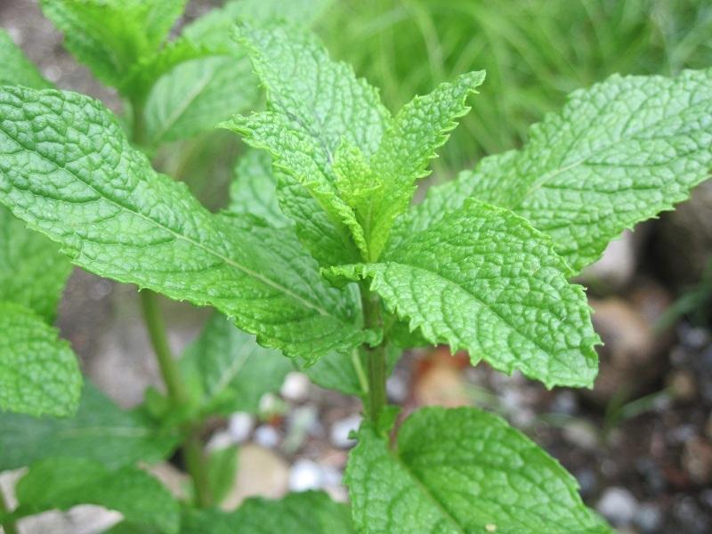 Photo of Spearmint (Mentha spicata) uploaded by robertduval14