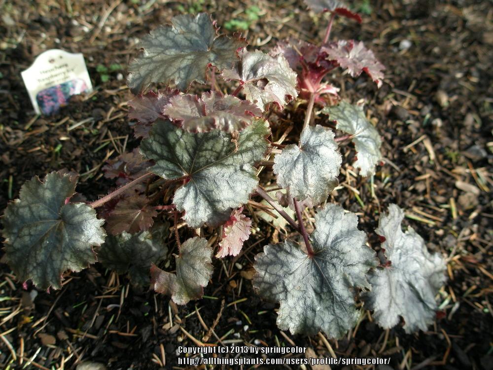 Photo of Coral Bells (Heuchera 'Raspberry Ice') uploaded by springcolor