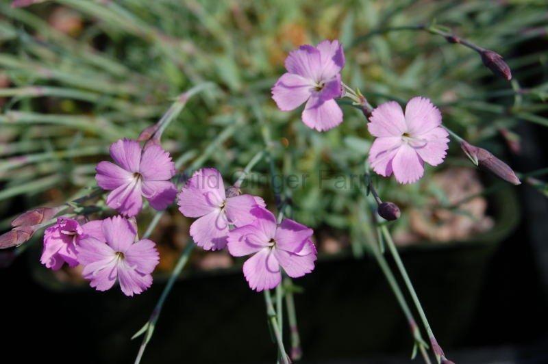 Photo of Dianthus (Dianthus subacaulis) uploaded by valleylynn
