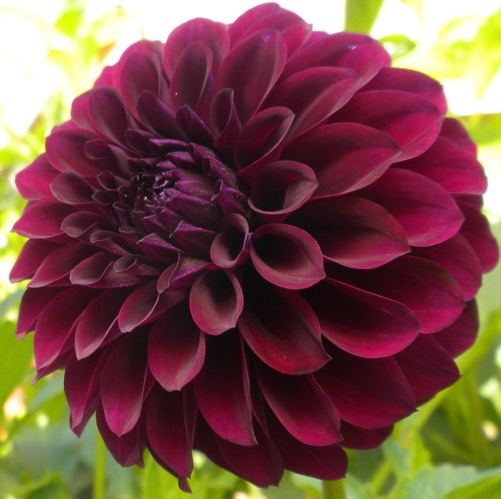 Photo of Dahlia 'Deep Space' uploaded by vic