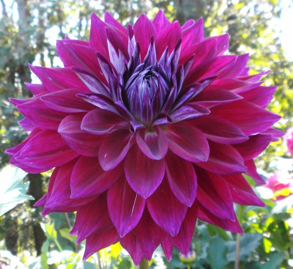 Photo of Dahlia 'Hollywood and Wine' uploaded by vic