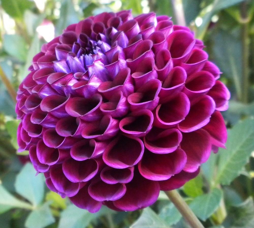 Photo of Dahlia 'Ivanetti' uploaded by vic