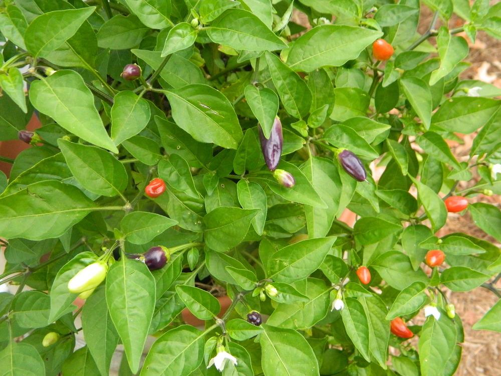 Photo of Ornamental Pepper (Capsicum annuum 'Chinese Five Color') uploaded by wildflowers