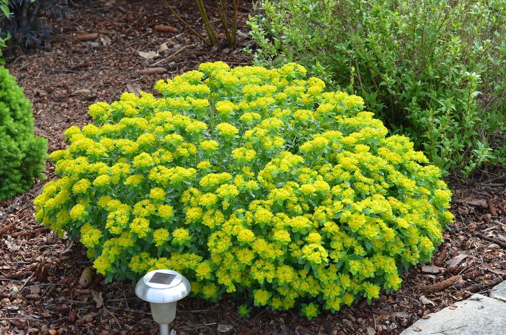 Photo of Cushion Spurge (Euphorbia epithymoides) uploaded by Anne