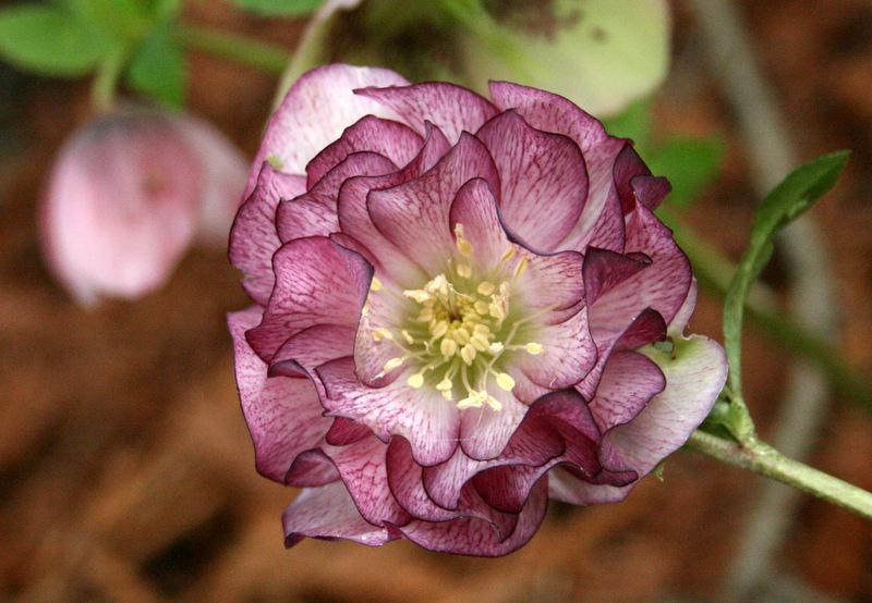 Photo of Double Hellebore (Helleborus Winter Jewels™ Peppermint Ice) uploaded by Calif_Sue