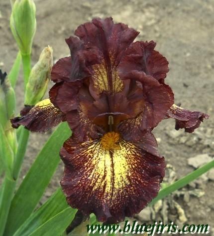 Photo of Intermediate Bearded Iris (Iris 'Hot Sauce') uploaded by Calif_Sue
